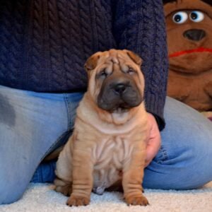 Chewy · Hembra Shar Pei