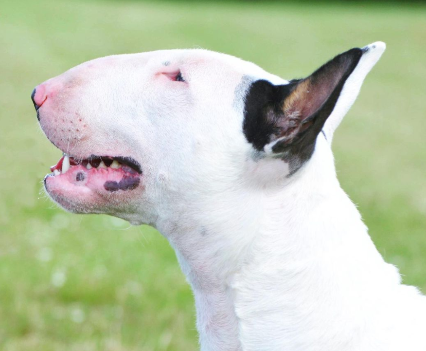 Bull terrier