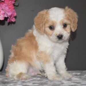 Maxwell · Macho Cavachón