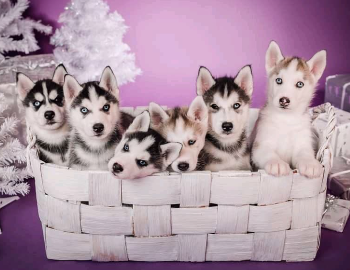 Siberian Husky