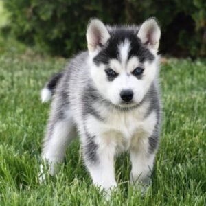 Addie · Hembra Husky Siberiano