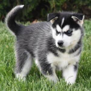 Amee · Hembra Husky Siberiano