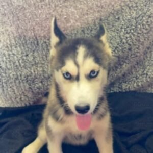 Anna · Hembra Husky Siberiano