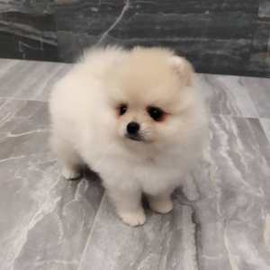 Alice · Hembra Pomerania