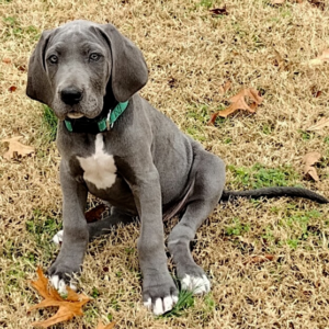 Angel · Hembra Dálmata