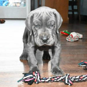 Apollo · Macho Dálmata