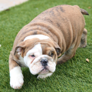 Apollo · Macho Bulldog Inglés