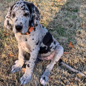 Ariel · Macho Dálmata