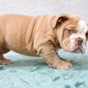 Athena · Hembra Bulldog Inglés