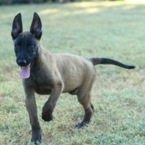 Axle · Macho Malinois