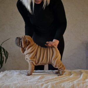 Brayton · Macho Shar Pei