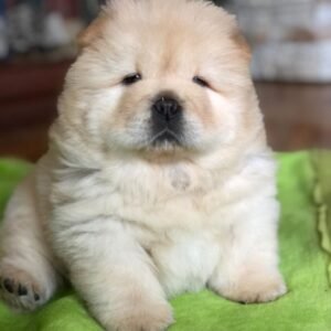 Bailey · Macho Chow Chow