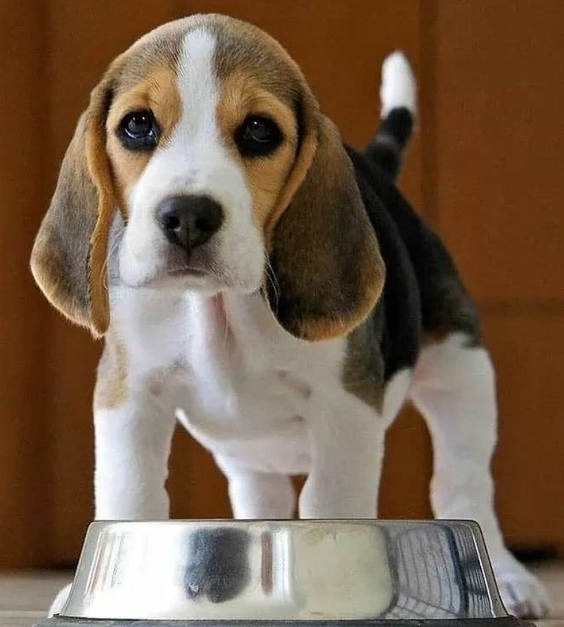 Beagle