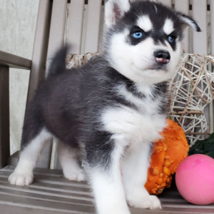 Buddy · Macho Husky Siberiano