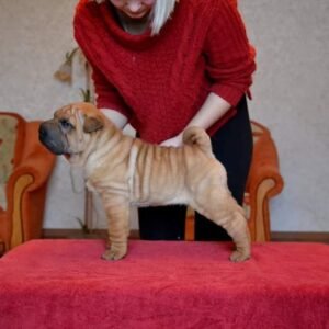 Charlie · Macho Shar Pei