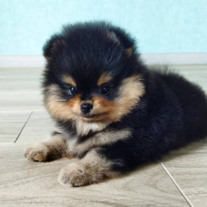 Cheryl · Hembra Pomerania