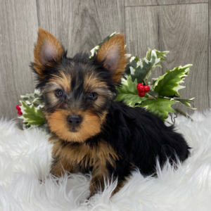 Chester · Macho Yorkshire Terrier