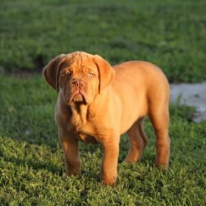 Cindy · Hembra Dogo de Burdeos