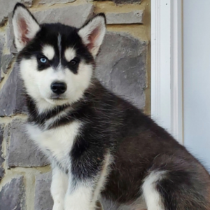 Cloey · Hembra Husky Siberiano