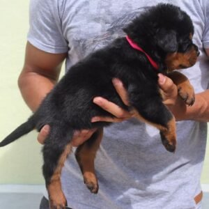 Cloey · Hembra Rottweiler