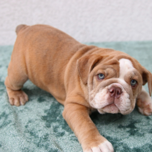 Daphne · Hembra Bulldog Inglés
