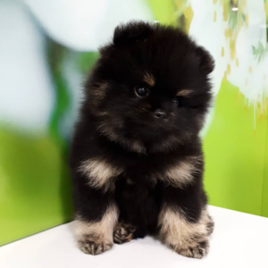 Dominic · Macho Pomerania