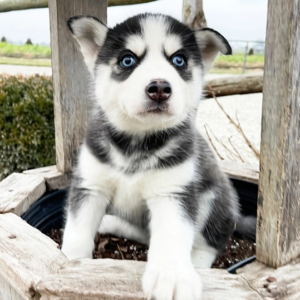 Ella · Hembra Husky Siberiano