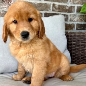 Emma · Hembra Golden Retriever