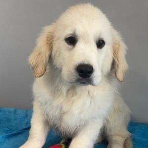 Emmett · Macho Golden Retriever