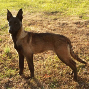 Freedom · Macho Malinois