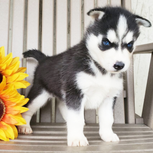 Frosty · Macho Husky Siberiano