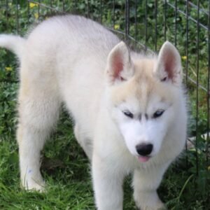 Gabriel · Macho Husky Siberiano