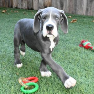 Garret · Macho Dálmata