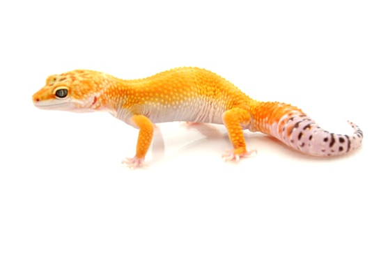 Geckos e iguanas