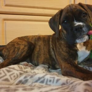 Gina · Hembra Boxer