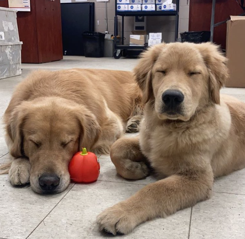 Golden Retriever