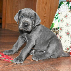 Hanna · Hembra Dálmata