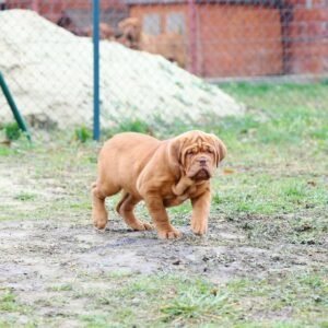 Hula · Hembra Dogo de Burdeos