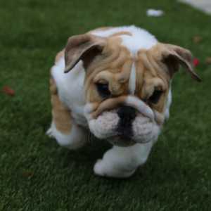 Iris · Hembra Bulldog Inglés