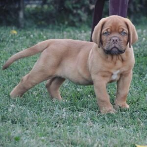 Ivar · Macho Dogo de Burdeos