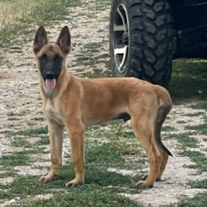 Jayva · Macho Malinois