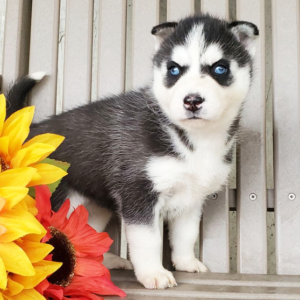 Jenna · Hembra Husky Siberiano