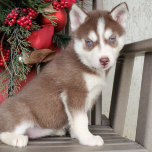 Kayleen · Hembra Husky Siberiano
