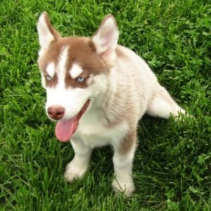Lil Bear · Macho Husky Siberiano