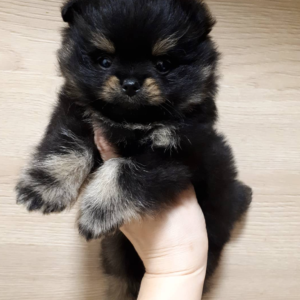 Larry · Macho Pomerania