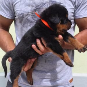 Leo · Macho Rottweiler