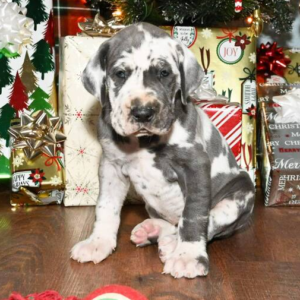 Lexi · Hembra Dálmata