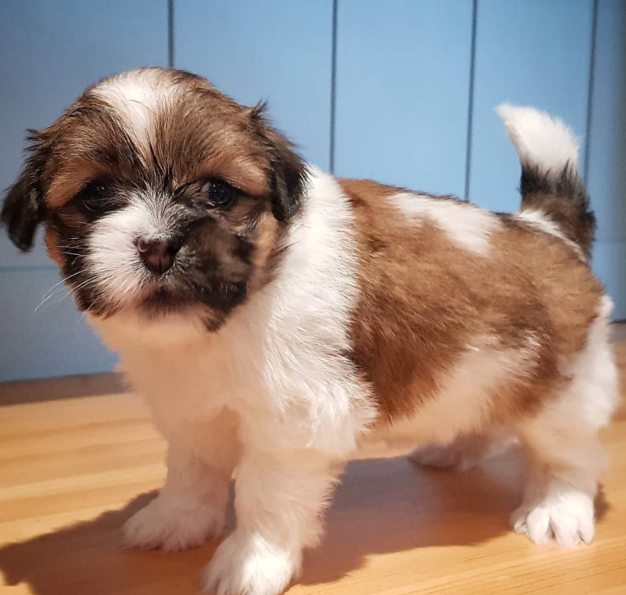Lhasa Apso