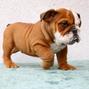 Loki · Macho Bulldog Inglés