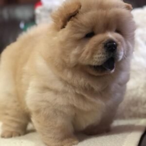 Louie · Macho Chow Chow